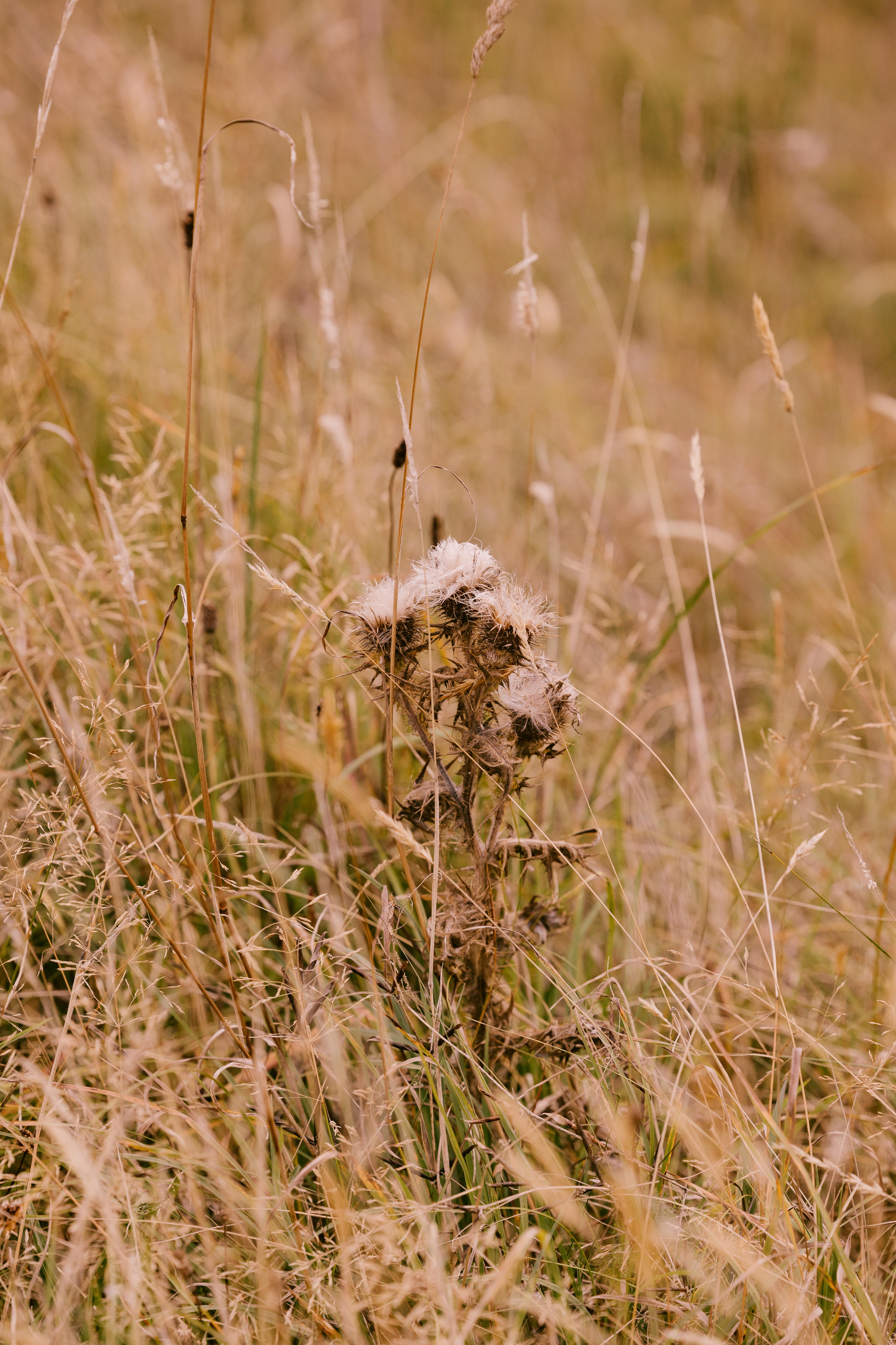 Dornoch Station Otel Dış mekan fotoğraf Seedhead
