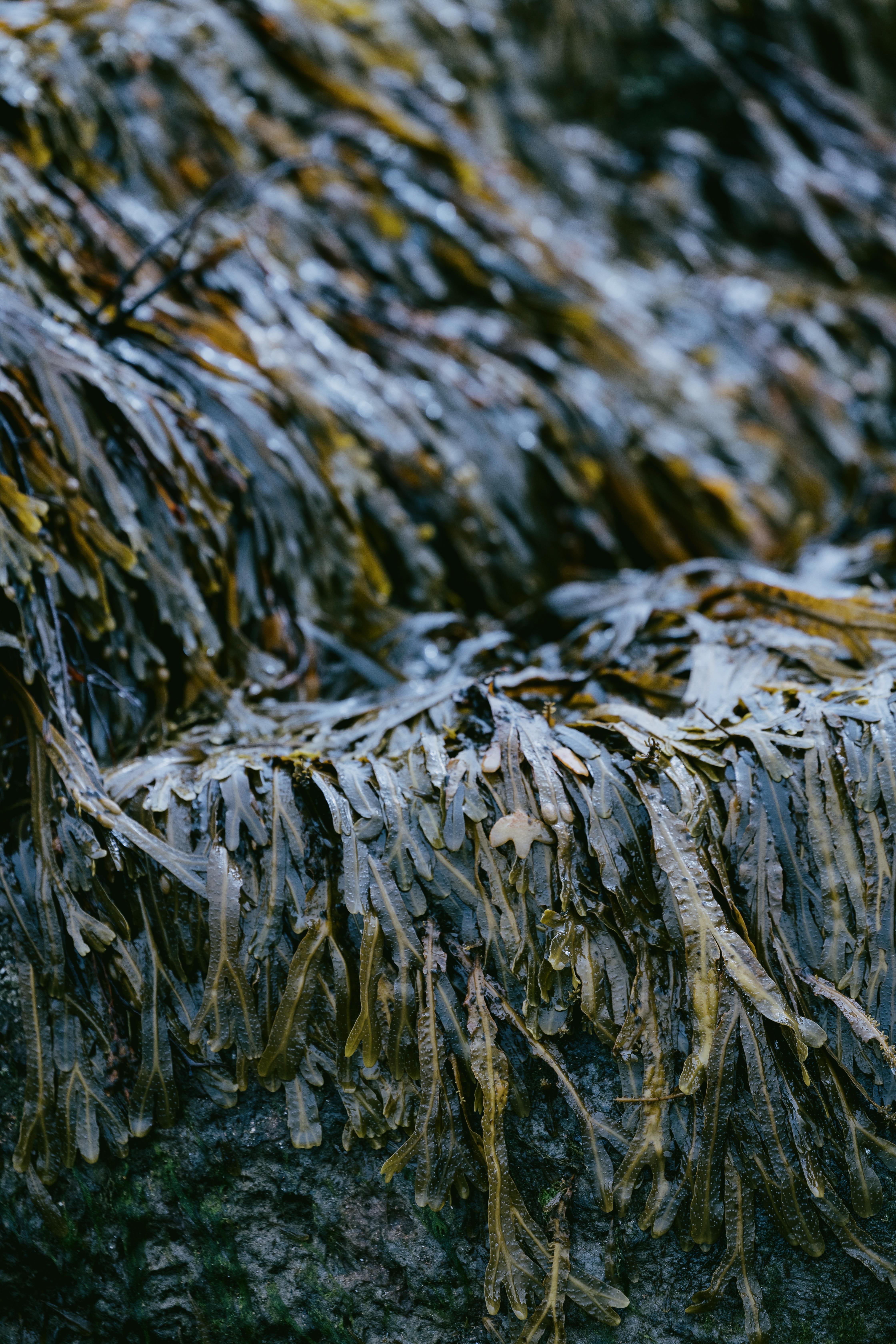 Dornoch Station Otel Dış mekan fotoğraf Seaweed